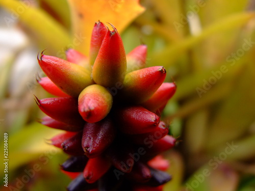 Suculenta