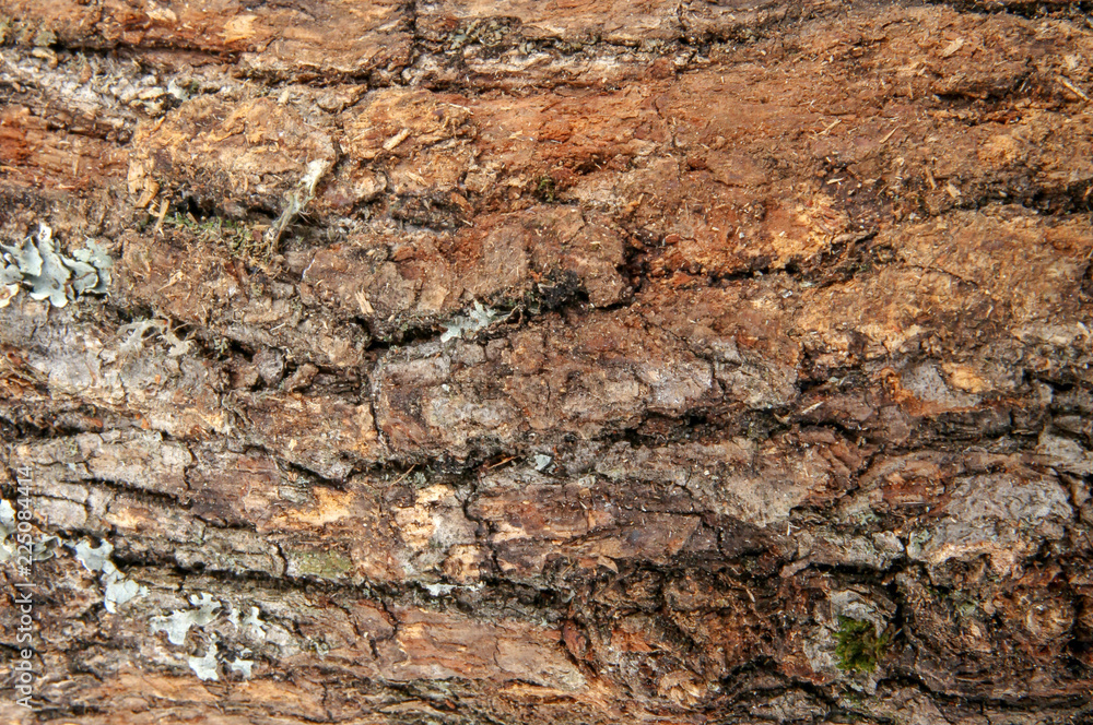 Closeup of tree trunk. Closeup of tree trunk.