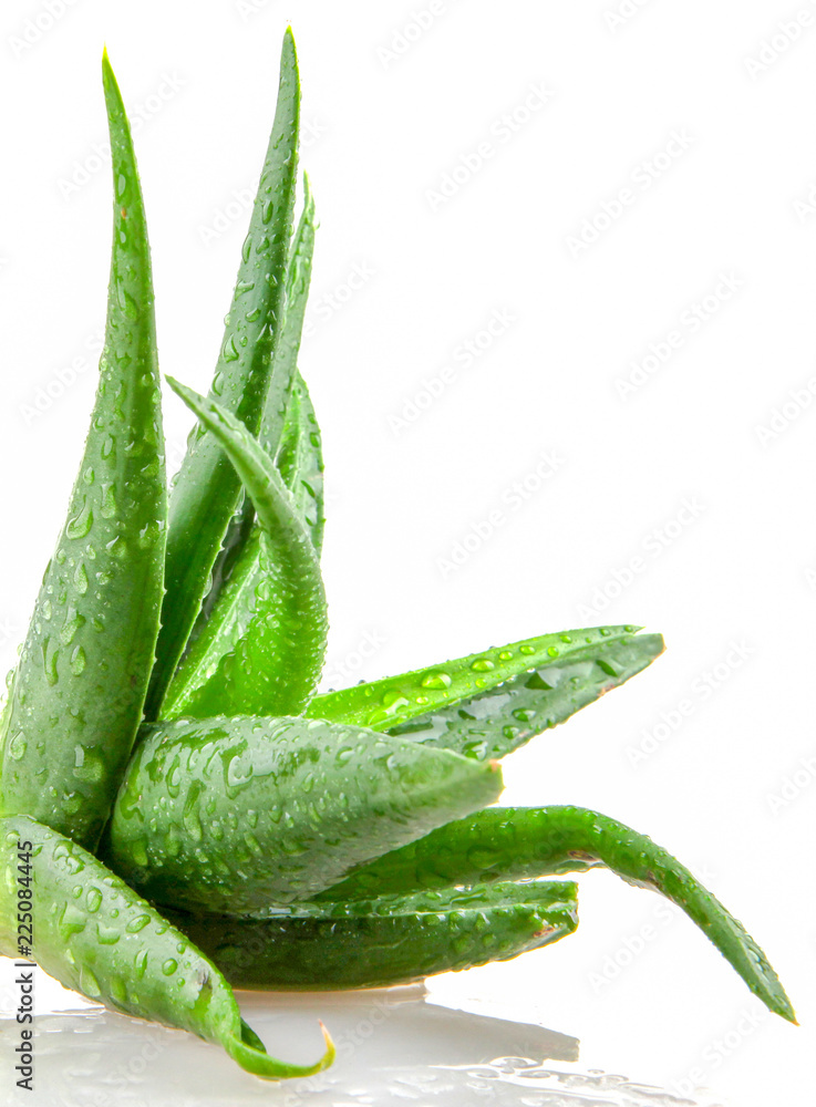 Aloe vera plant isolated on white background. Aloe vera plant isolated on white background.