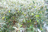 Olive tree background.