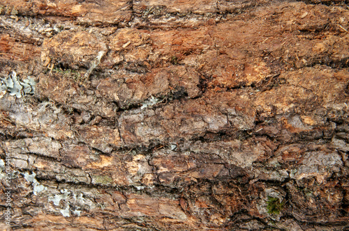 Closeup of tree trunk.