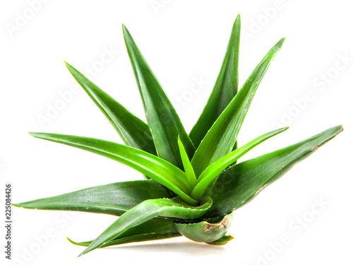 Aloe vera plant isolated on white background.