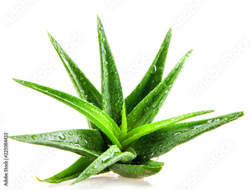 Aloe vera plant isolated on white background. photo