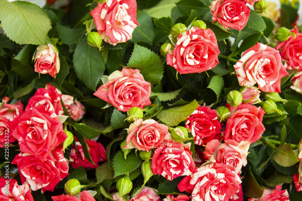 Fototapeta premium Beautiful rose flower in garden. Rose flower background. Roses flower texture. Lovely rose. Roses in tropical garden. Colourful roses flower. Roses flower pattern. Roses flower bouquet. Garden rose. R