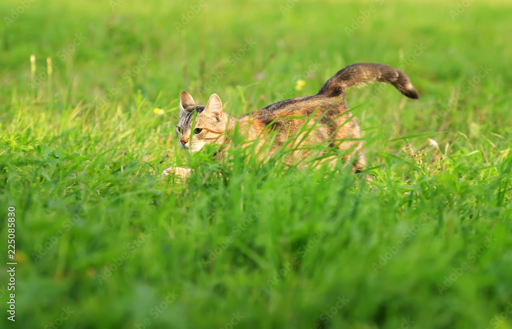 beautiful home striped cat sneaks and runs on the green grass in the spring clear meadow