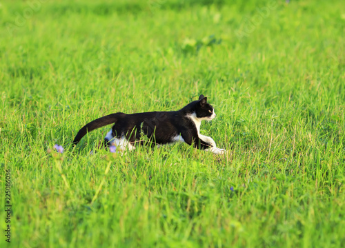 beautiful home cat deftly and quickly runs on the green grass in the summer clear meadow