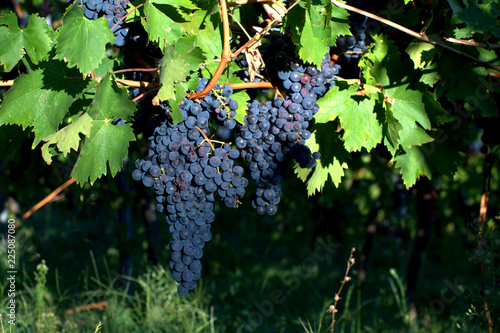 grapes on to vine,vineyard,agriculture,grapes,fruit,grapevine,autumne photo