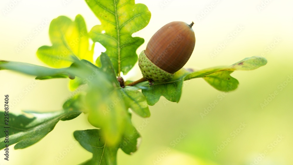 Oak leaf, acorn on oak tree background. - obrazy, fototapety, plakaty 