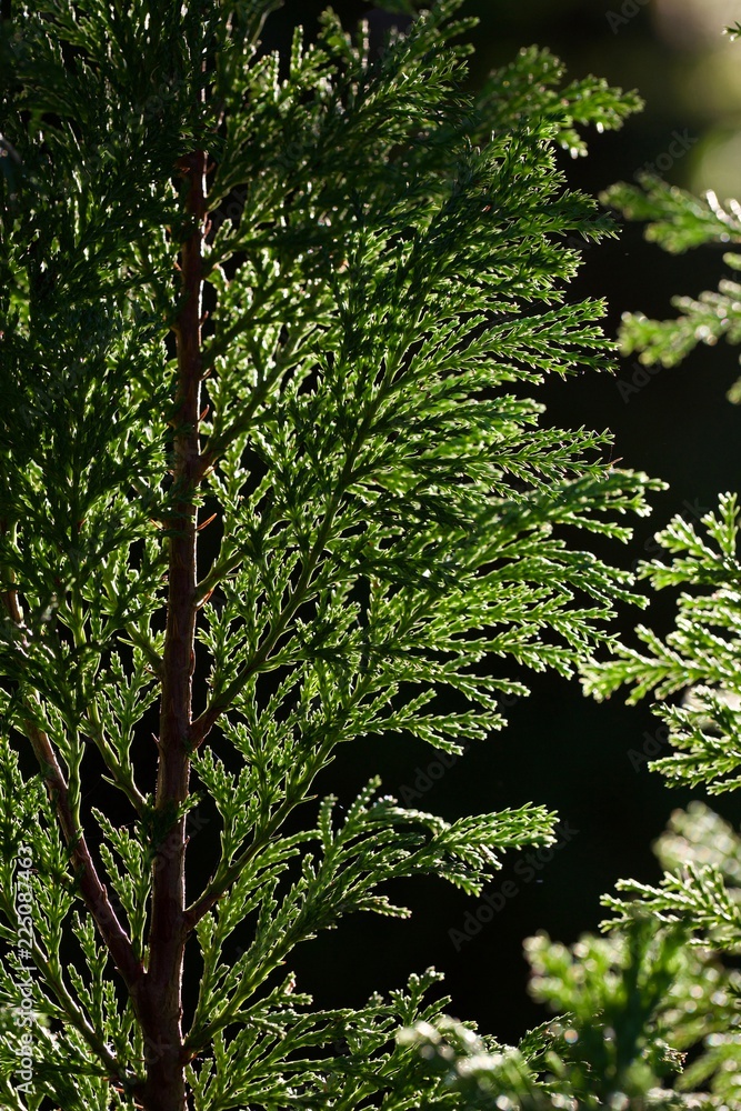 Fototapeta premium green tree in forest