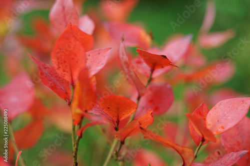 red leaves