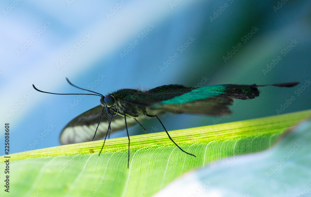 Fototapeta premium Lowi butterfly on the green leaf.