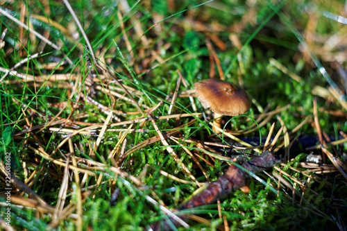 brown edible mushroom, moss, Polish forest, Poland, undergrowth, tree needles