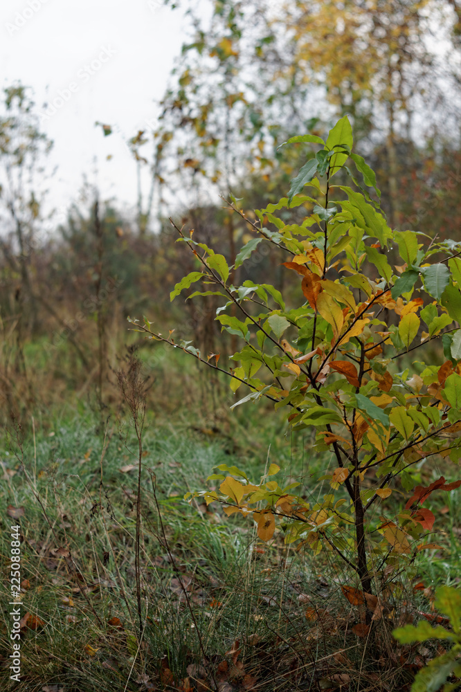 autumn tree, brown leaves, Poland autumn tree, brown leaves, Poland