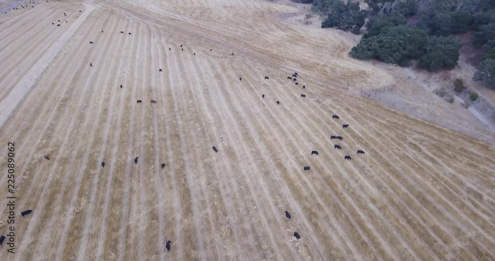 Aerial Drone Cows Grazing in California Pasture Aerial Drone Cows Grazing in California Pasture