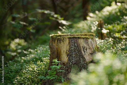 Wallpaper Mural North scandinavian pine forest, Sweden natural travel outdoors vintage hipster background with the stump Torontodigital.ca