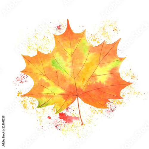 Watercolor illustration autumn yellow maple leaf on a white background and natural splash