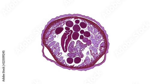 ascaris - cross section cut under the microscope – microscopic view of animal cells for education