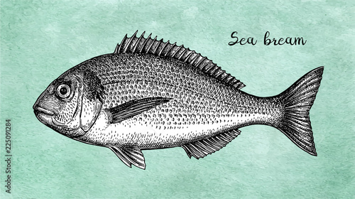Ink sketch of gilt-head sea bream.