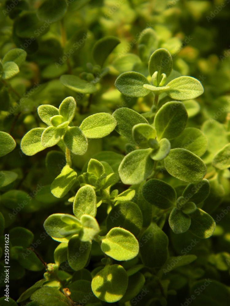 Fresh marjoram (oregano) in sunlight growing in a garden Fresh marjoram (oregano) in sunlight growing in a garden