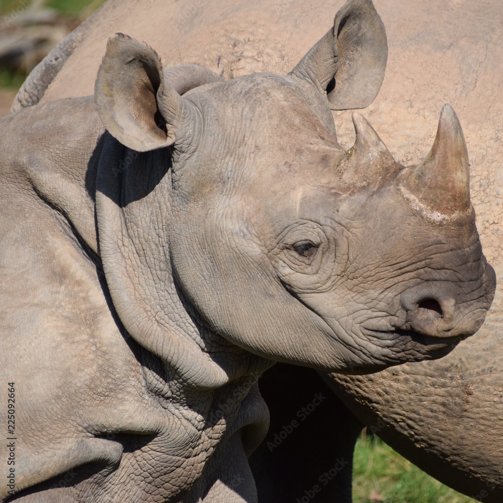 Obraz premium Eastern black rhino