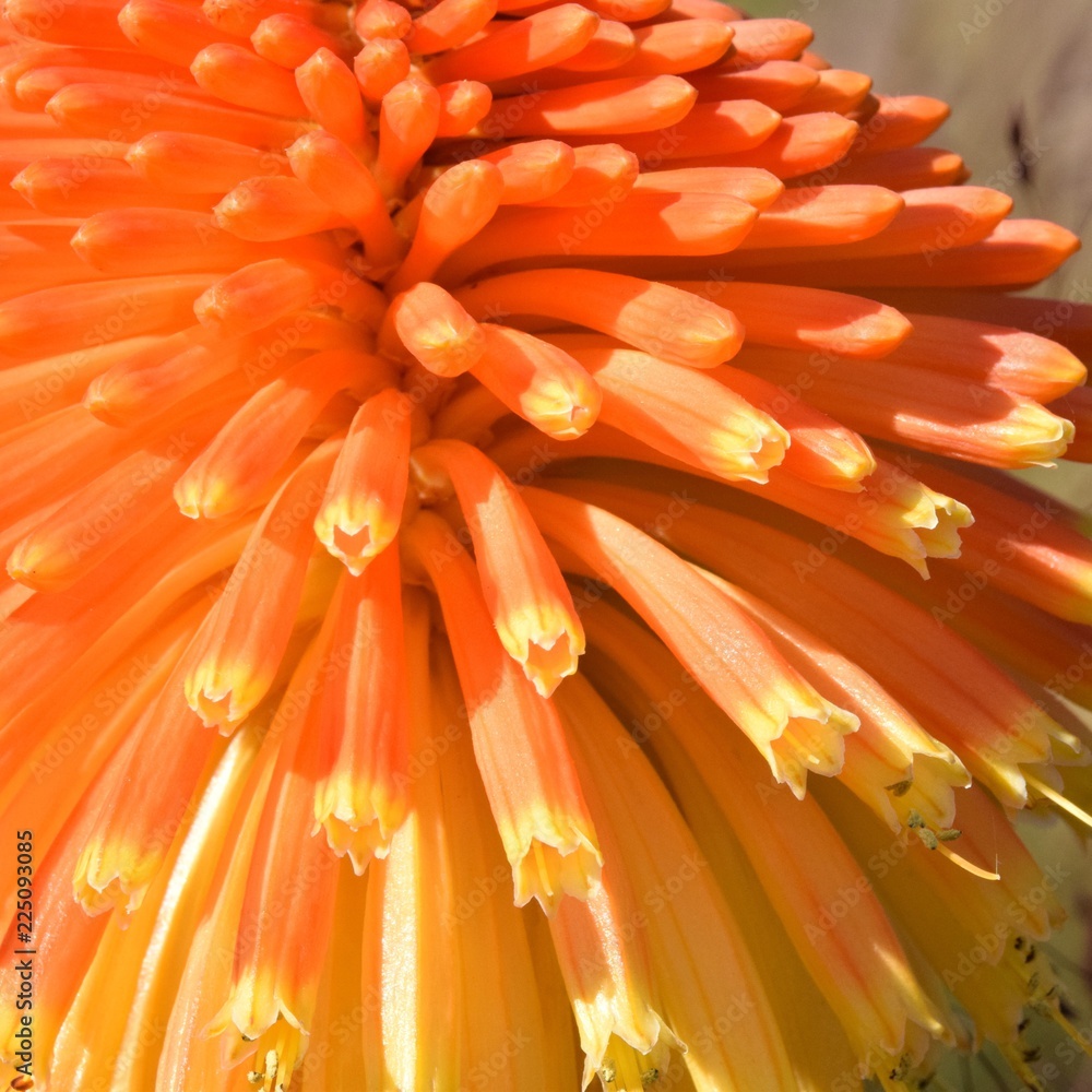 Red hot poker Red hot poker