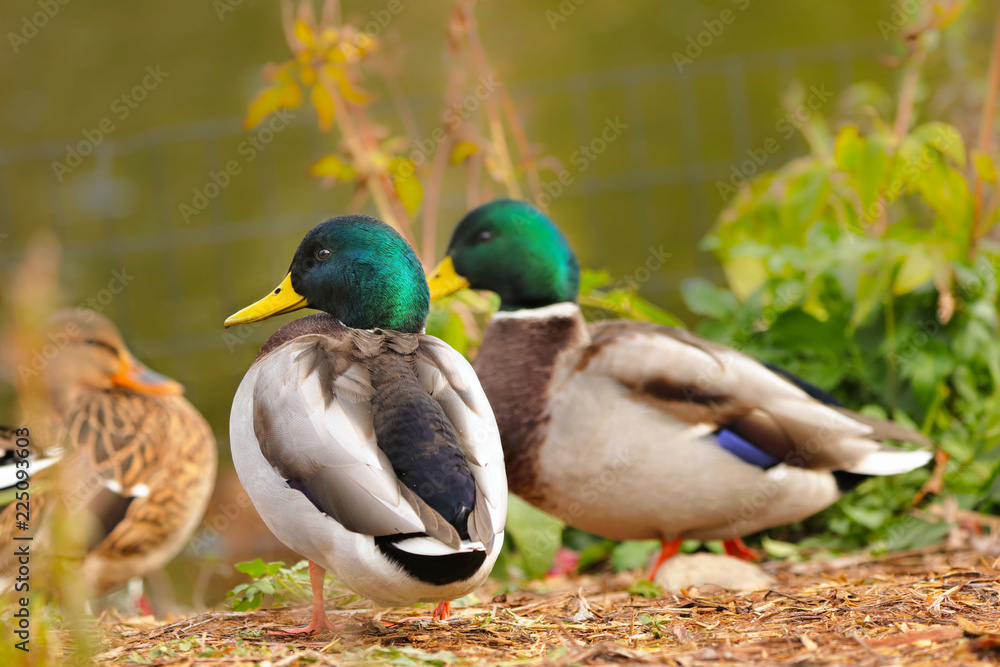 Mallards (Anas platyrhynchos) - wild ducks fly to the zoo where they find enough food Mallards (Anas platyrhynchos) - wild ducks fly to the zoo where they find enough food