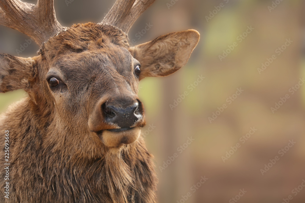 The elk (Cervus canadensis) or wapiti in game reserve. Wapiti is largest one of the largest land mammals in North America. The elk (Cervus canadensis) or wapiti in game reserve. Wapiti is largest one of the largest land mammals in North America.