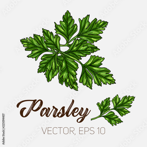 Parsley, culinary herb, spices isolated on white background, card template, for book, cover, package, label, banner.