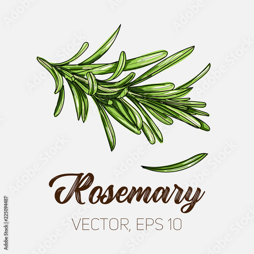 Rosemary, culinary herb, spices isolated on white background, card template, for book, cover, package, label, banner.