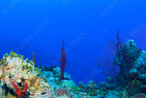 Fototapeta Naklejka Na Ścianę i Meble -  sponge growing out of a coral reef in the deep blue ocean. These warm tropical waters are in the Caribbean