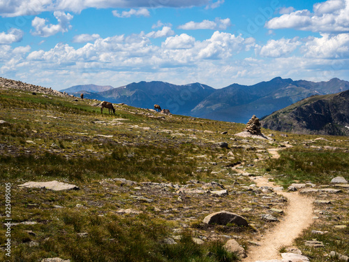 Dirt Footpath Through Rocky Mountains, Elk Herd in Meadow, Colorado