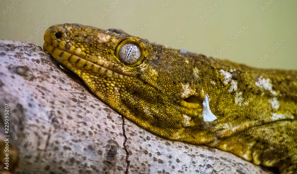 Lizard Laying on Branch, Close Up Face and Eye Lizard Laying on Branch, Close Up Face and Eye