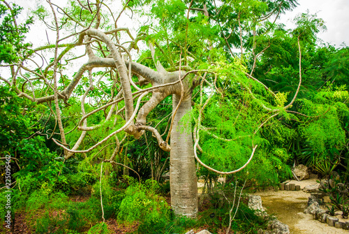 Lush tropical plant life that is found in hot jungle areas. This beautiful vegetation that has been shot in the Cayman Islands, Caribbean, bursts with life.