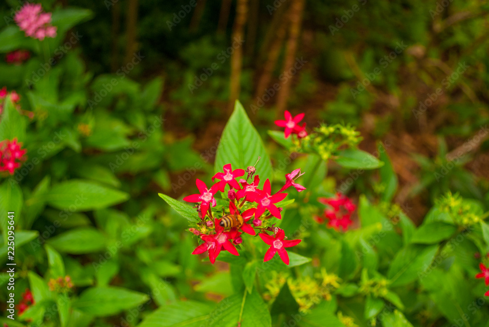 Lush tropical plant life that is found in hot jungle areas. This beautiful vegetation that has been shot in the Cayman Islands, Caribbean, bursts with life. Lush tropical plant life that is found in hot jungle areas. This beautiful vegetation that has been shot in the Cayman Islands, Caribbean, bursts with life.