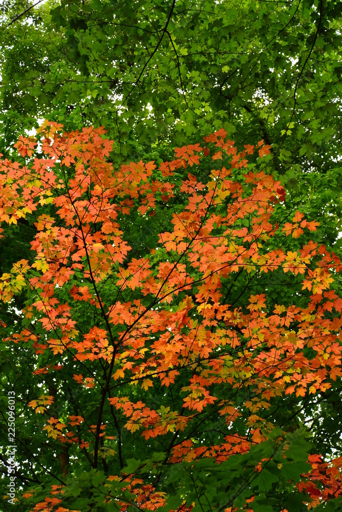 The maple leaves begin their color change in the Kenosha Wisconsin Park.