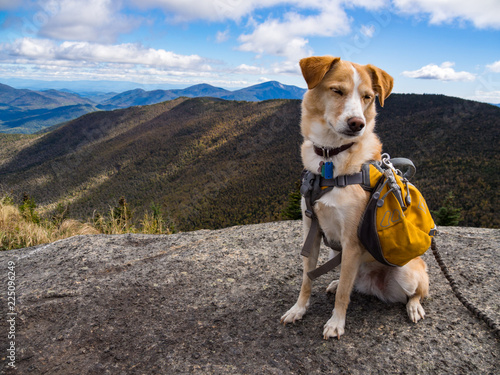 Adventure Dog in Backpack on Mountain Summit, Forest Vista