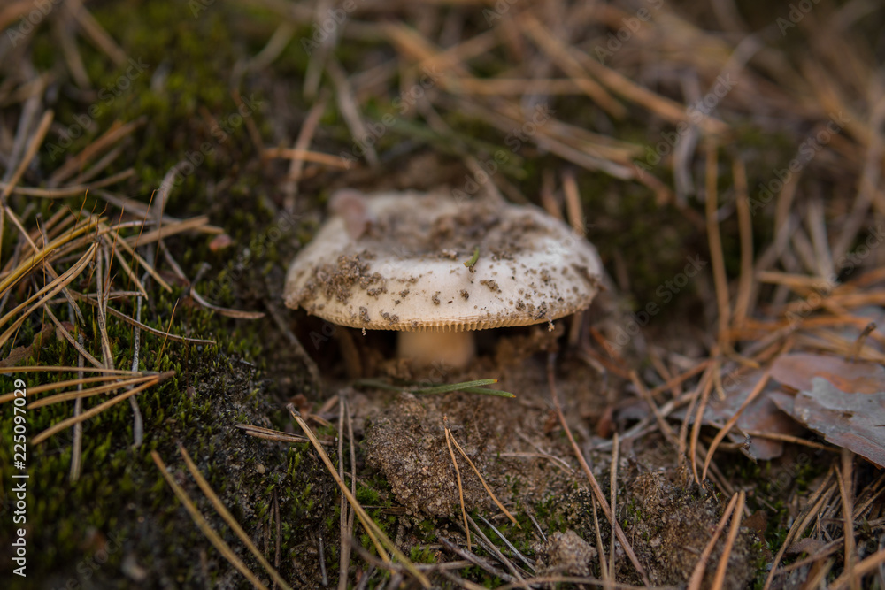 mushroom growing on the ground mushroom growing on the ground