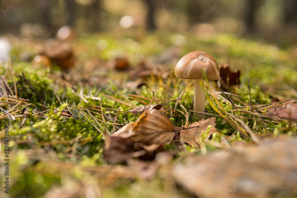 mushroom growing on the ground mushroom growing on the ground