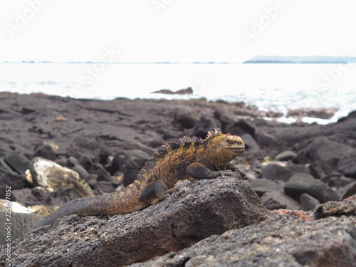 Iguana on Isla Isabela, Galapagos, Ecuador