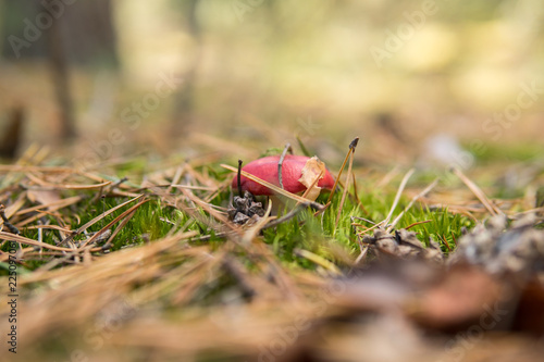 detail of vomiting russula growing in the forest photo