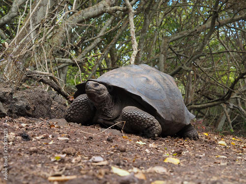 Giant turtle on Isla Isabela, Galapagos, Ecuador