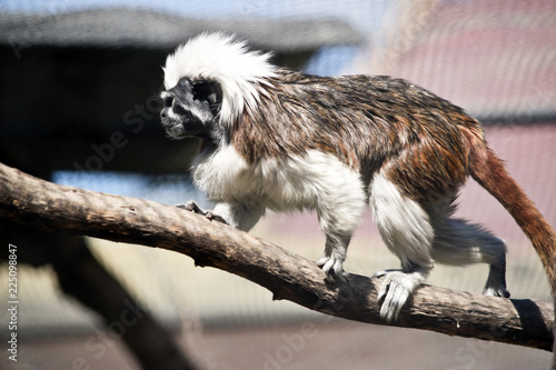 cotton top tamarin photo