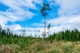 Green high pine on a background of bright blue sky. Green fir trees, white clouds on the blue sky.