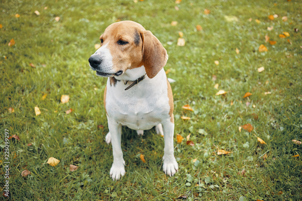 Isolated picture of adult beagle sitting on green grass, having some rest during morning walk in park with its owner. Beautiful white and brown dog resting outdoors. Pets and animals concept