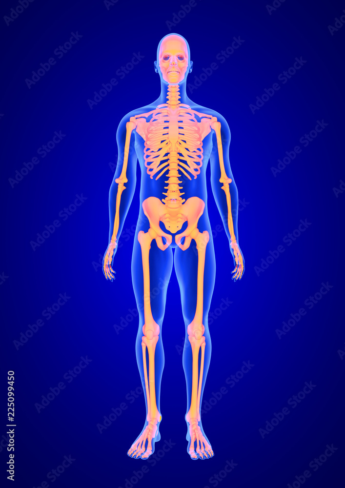 Blue Human Anatomy Body and Skeleton 3D Scan render on blue background from front view Blue Human Anatomy Body and Skeleton 3D Scan render on blue background from front view