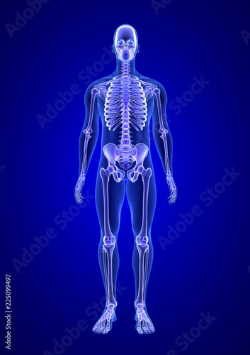 Blue Human Anatomy Body and Skeleton 3D Scan render on blue background from front view © m3ron