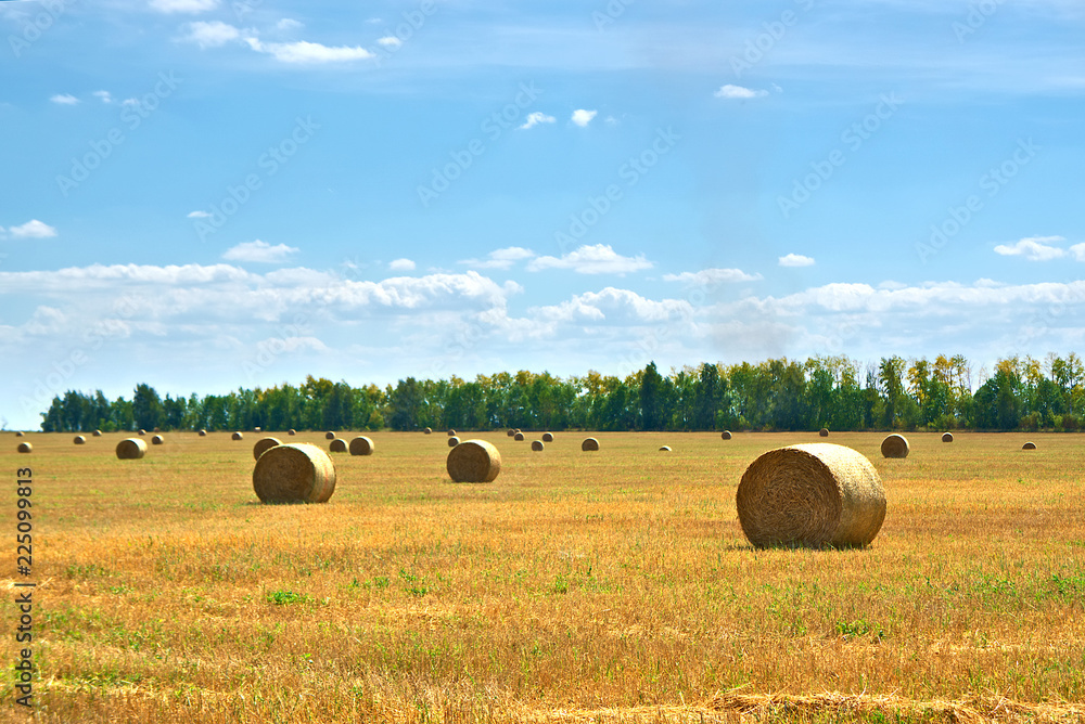 A field of harvested wheat with rolls of harvested hay.