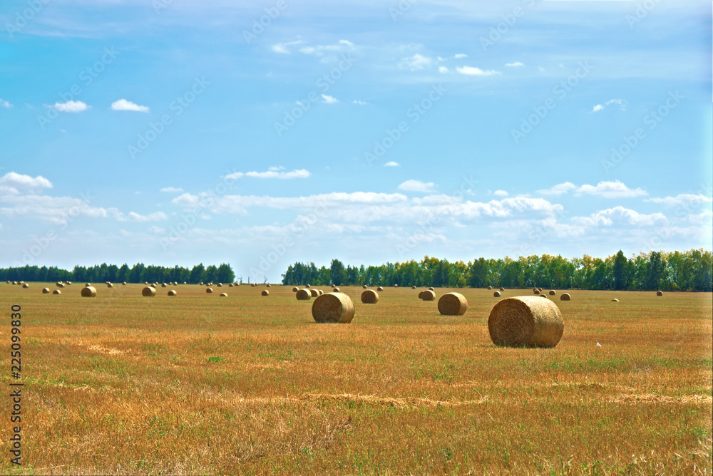 A field of harvested wheat with rolls of harvested hay.