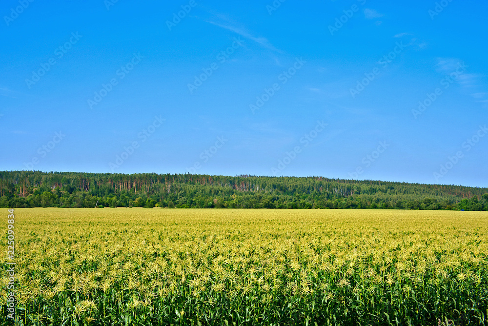 Corn field on a summer day.