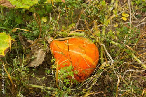 big orange pumpkin in the grass